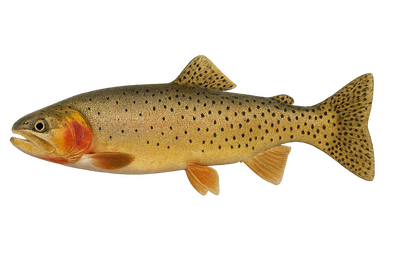 Cutthroat Trout