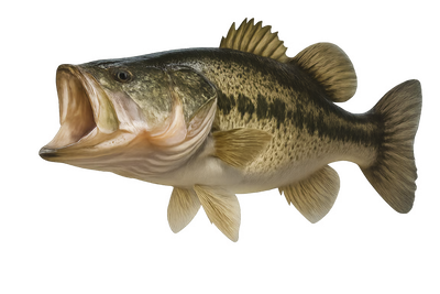 Largemouth Bass