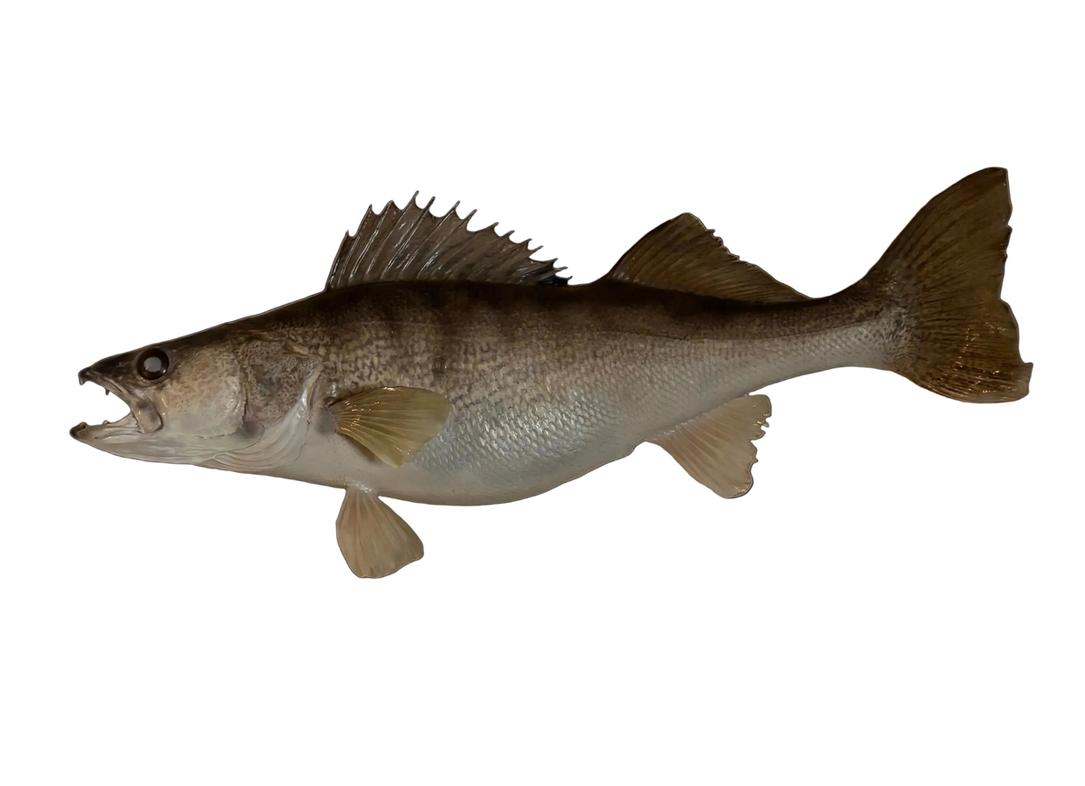 Walleye