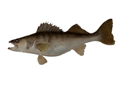 Walleye