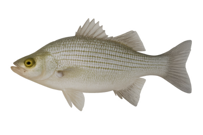 White Bass