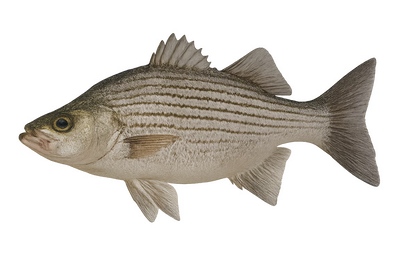 Wiper (Hybrid Striped Bass)