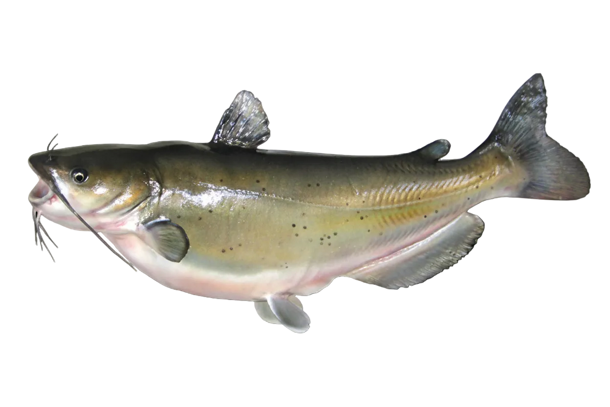 Channel Catfish
