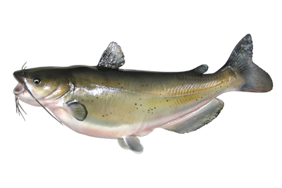 Channel Catfish