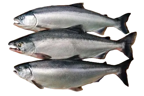 Kokanee Salmon