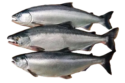 Kokanee Salmon