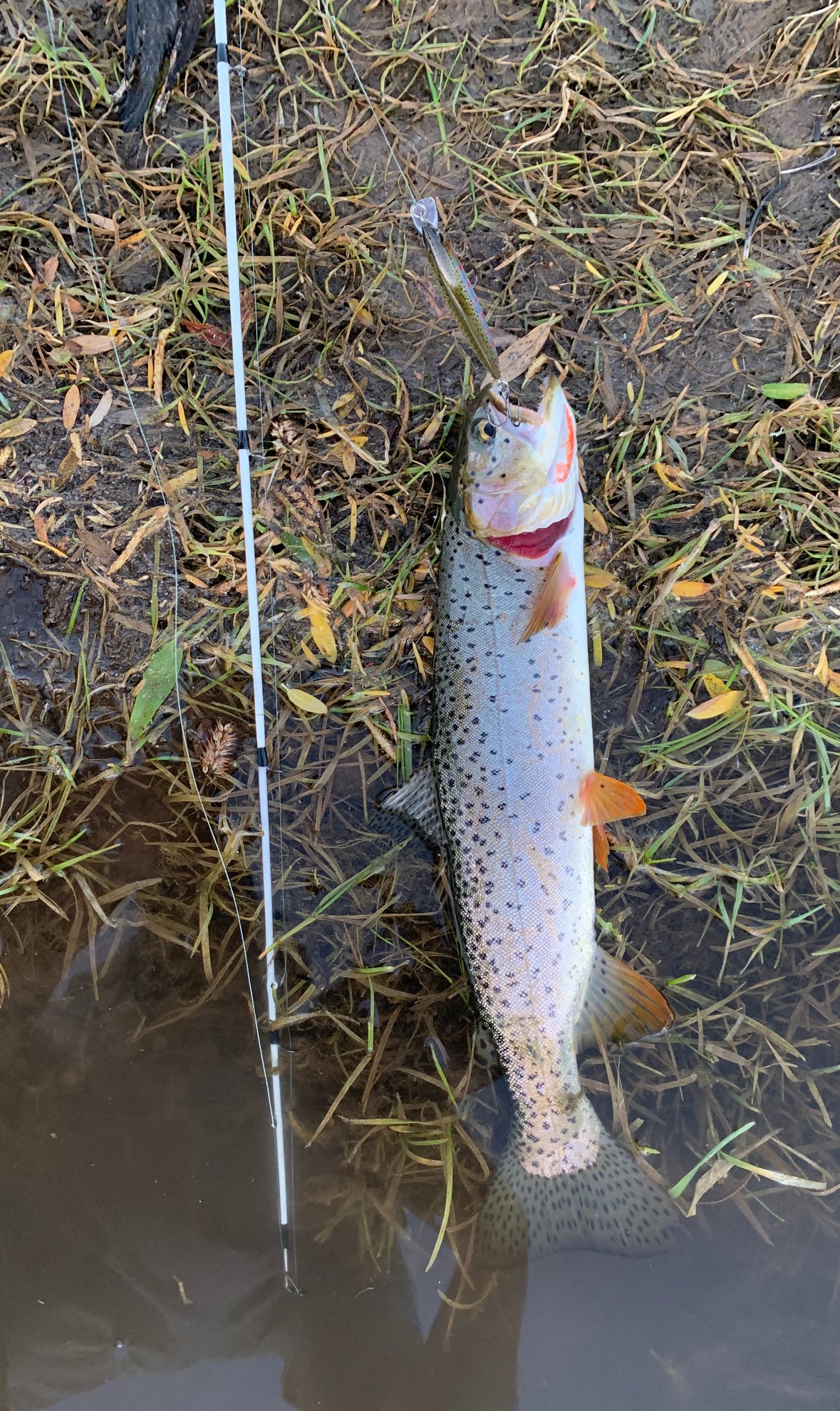 Cutthroat Rapala Kit