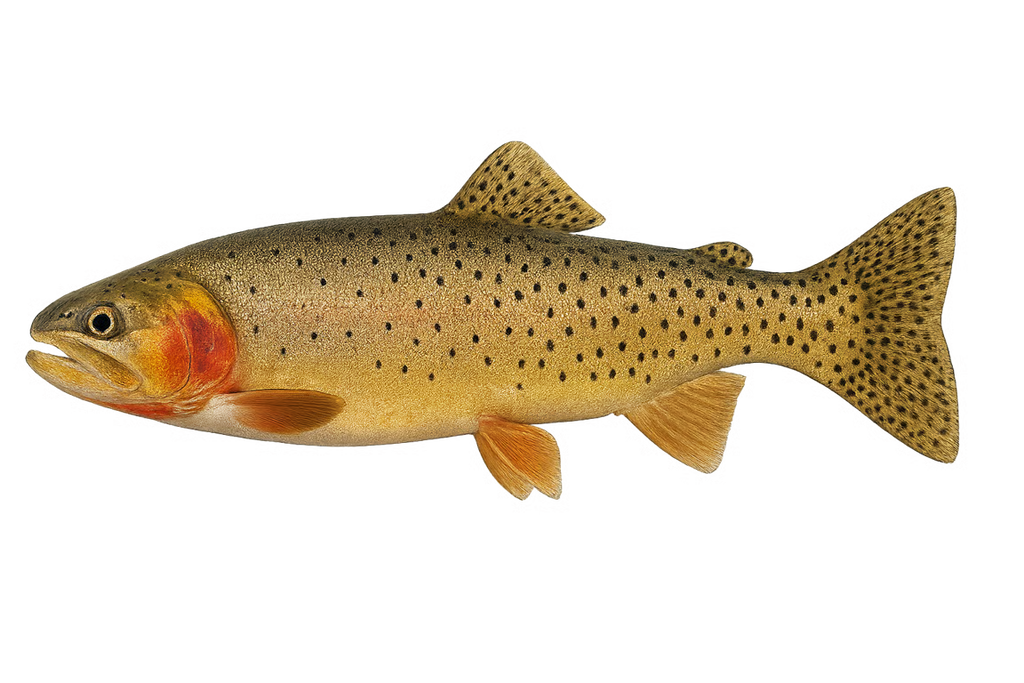 Cutthroat trout caught on the Cutthroat Rapala Kit from Utah Fishing Tackle Co.