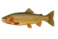 Cutthroat trout caught on the Cutthroat Rapala Kit from Utah Fishing Tackle Co.