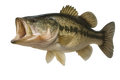 Largemouth Bass Kit