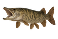 Tiger muskie caught at Scofield Reservoir on the Scofield Tiger Muskie Kit