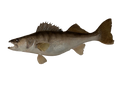Utah Walleye Kit