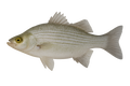White bass caught on the White Bass Killer Kit from Utah Fishing Tackle Co.
