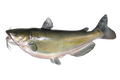 Catfish Slip Sinker Cut Bait Rig